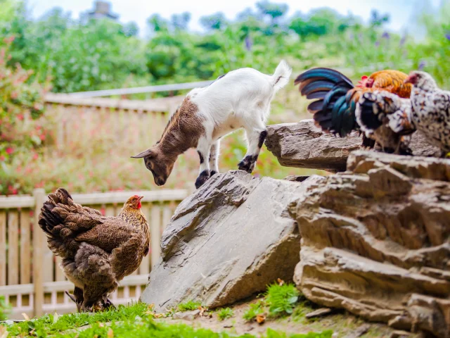 Zoo De Champrepus Farm 01 Anibas Photography