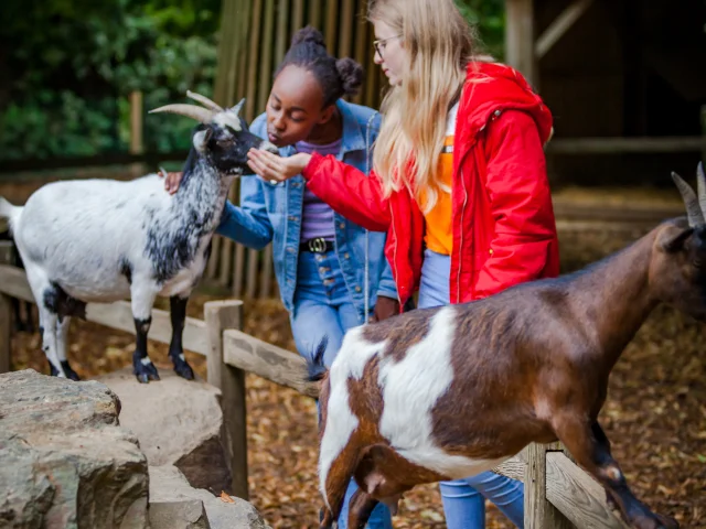 Champrepus Zoo Farm 03 Anibas Photography