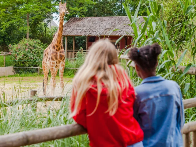 Zoo De Champrepus Giraffes Anibas Photography