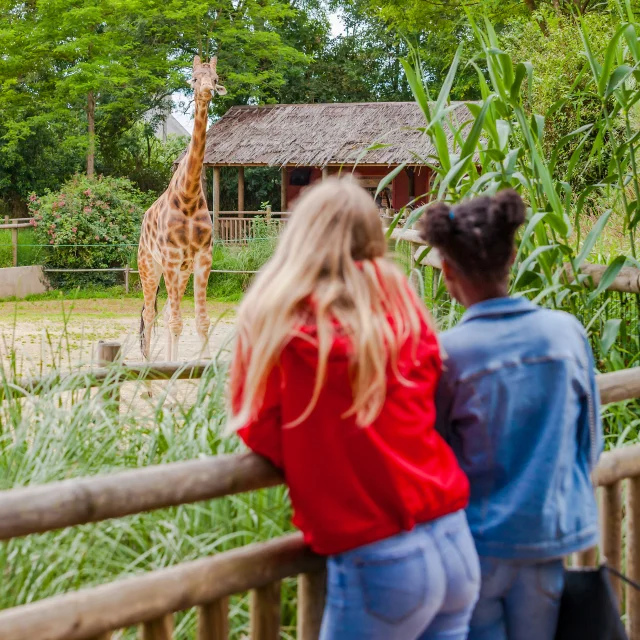 Zoo De Champrepus Giraffes Anibas Photography