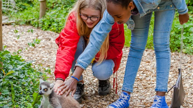 Zoo De Champrepus Lemuriens Anibas Photography