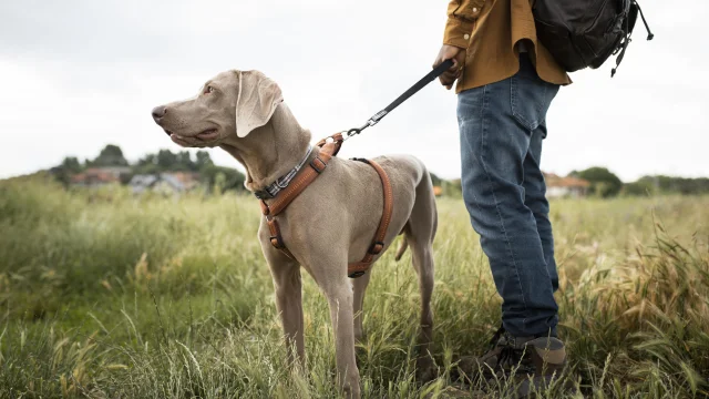 Close-up of Traveler Walking Dog
