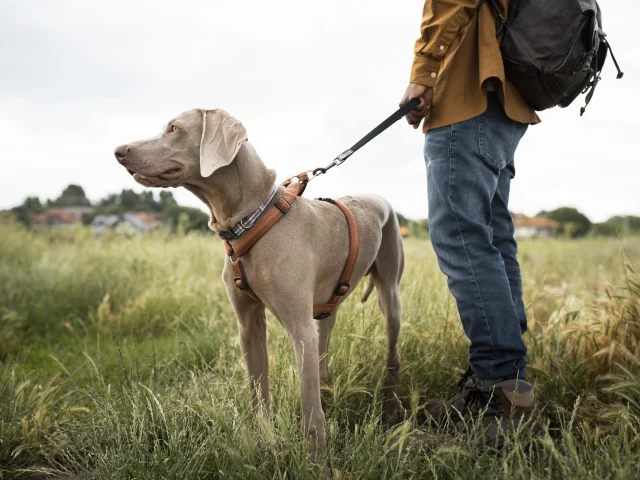 Gros Plan Voyageur Marchant Chien