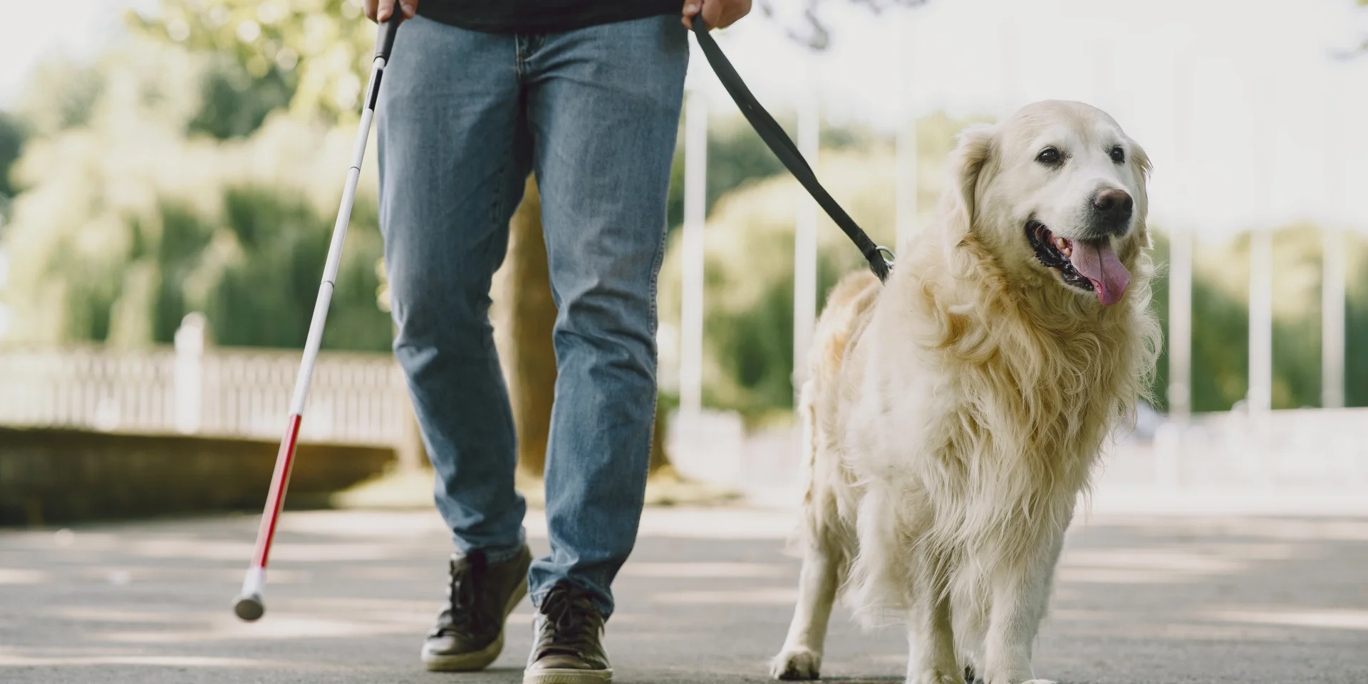 Guide dog helping blind man in the city. Handsome blind guy have rest with golden retriever in the city.