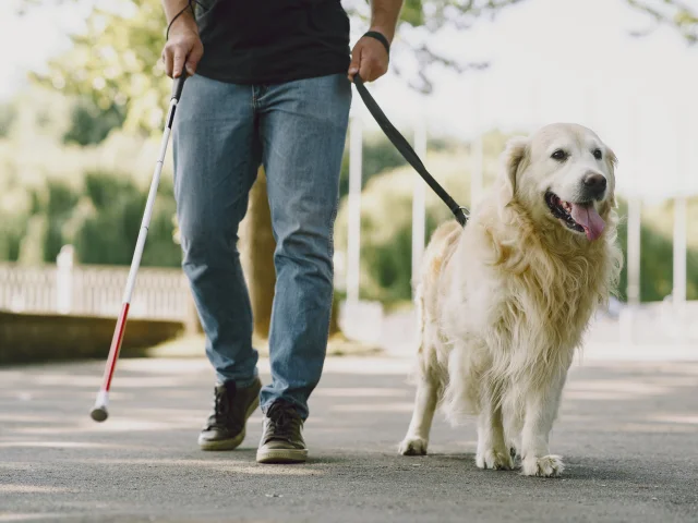 Guide dog helping blind man in the city. Handsome blind guy have rest with golden retriever in the city.