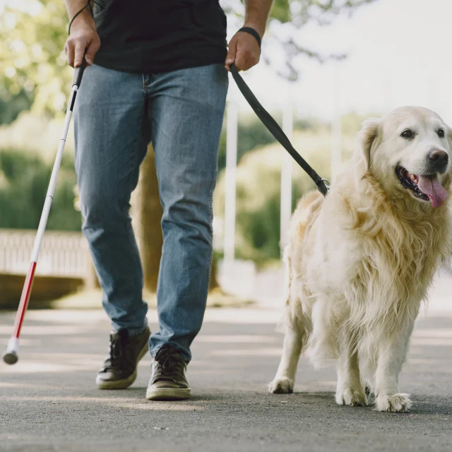 Guide dog helping blind man in the city. Handsome blind guy have rest with golden retriever in the city.